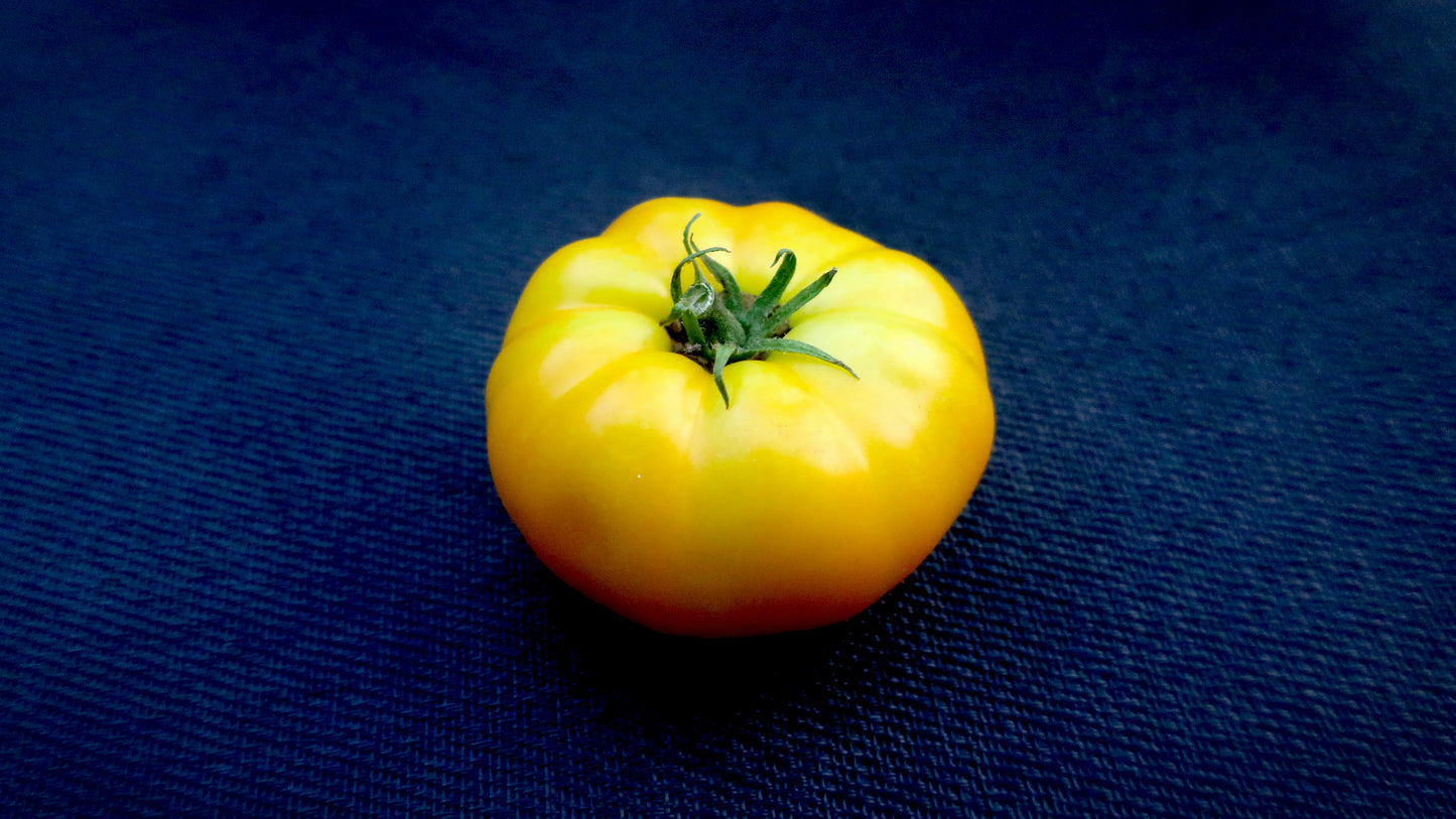 Dwarf Golden Tipsy