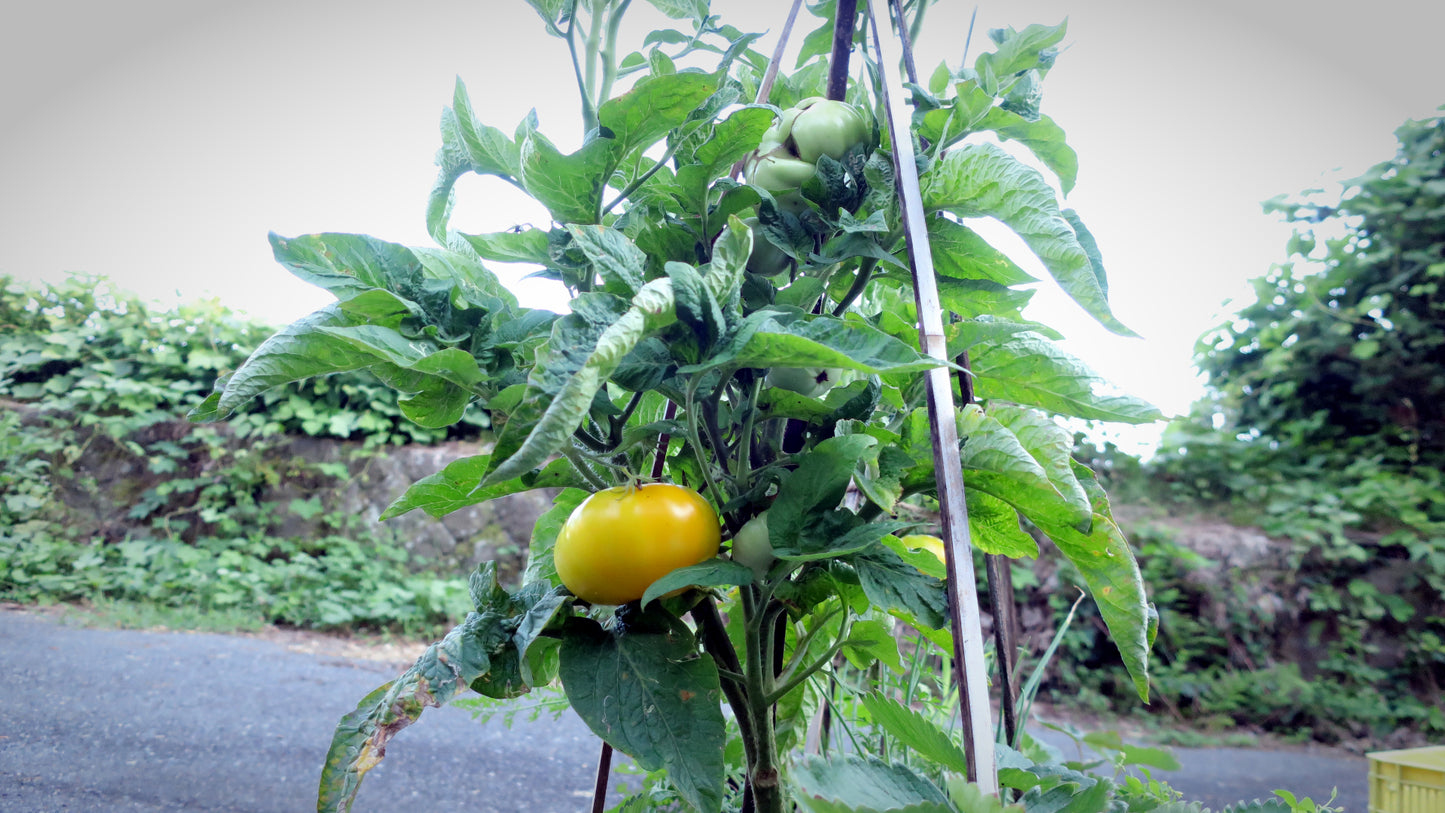 Dwarf Golden Tipsy