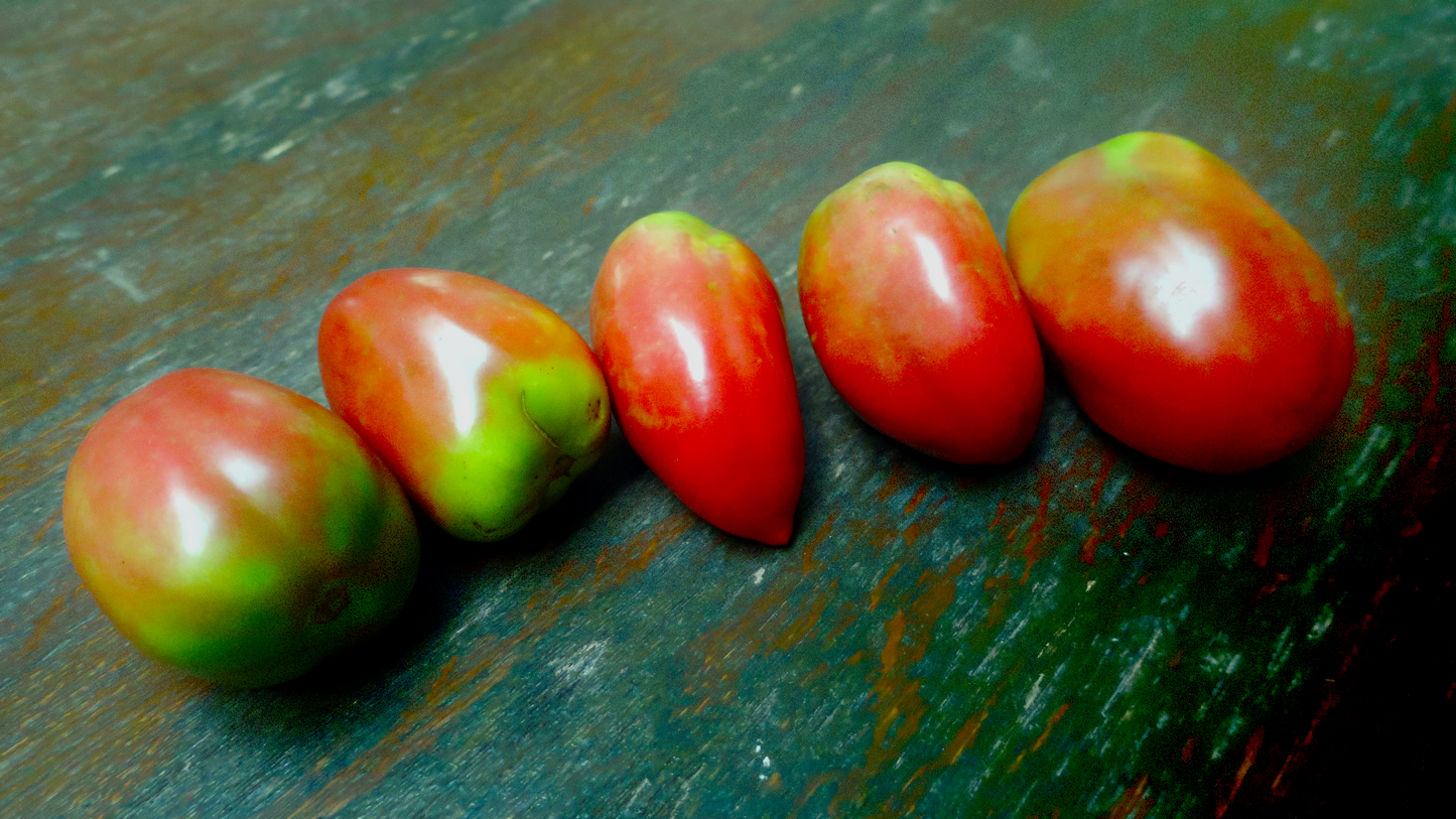 Dwarf Almandine ドワーフ アルマンディーン ドワーフトマト 種子 トマトのたねや