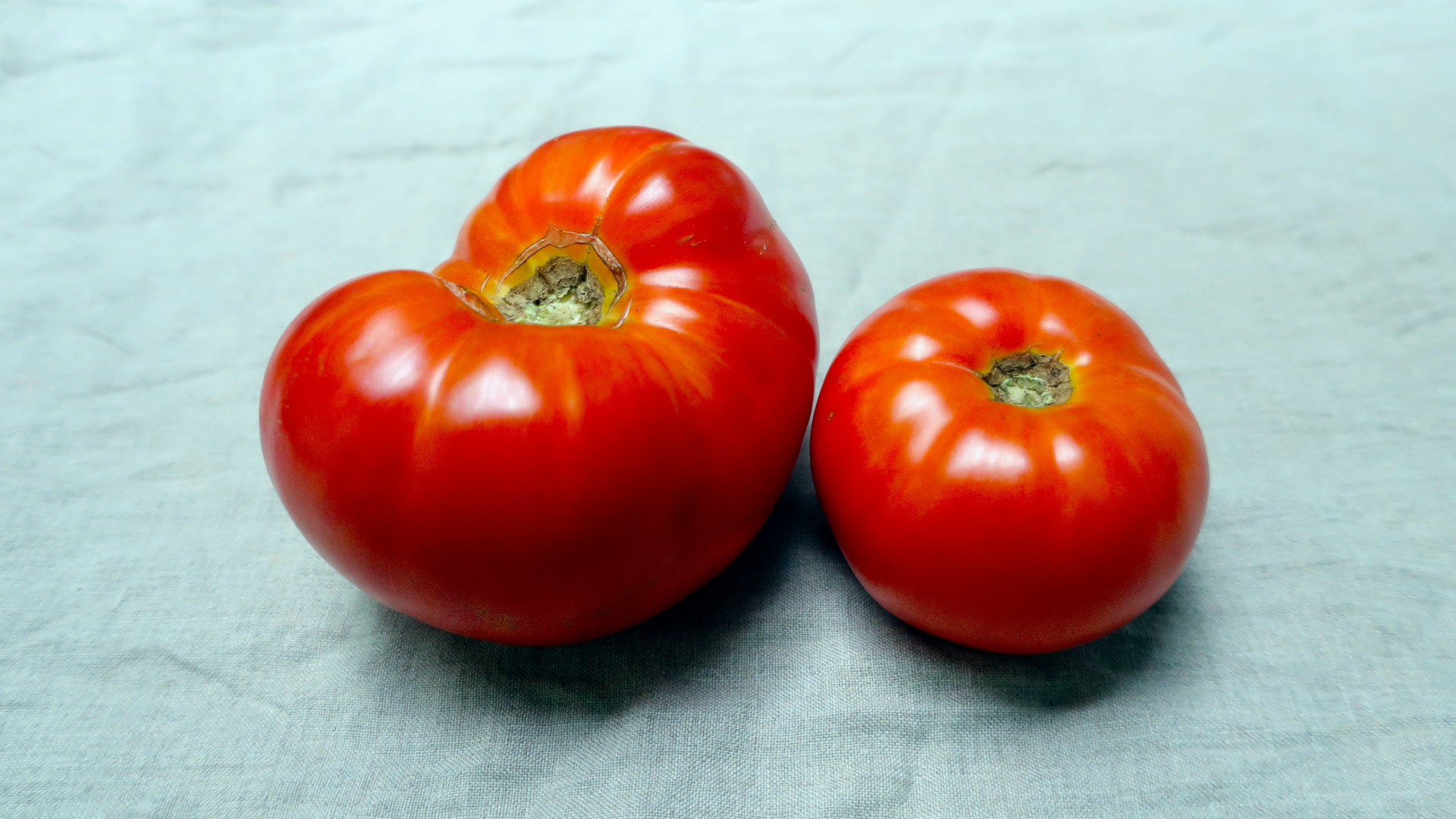 Dwarf Hannah's Prize / ドワーフ ハナズプライズ / ドワーフトマト Dwarf Hannah's Prize / ドワーフ ハナズプライズ / ドワーフトマト