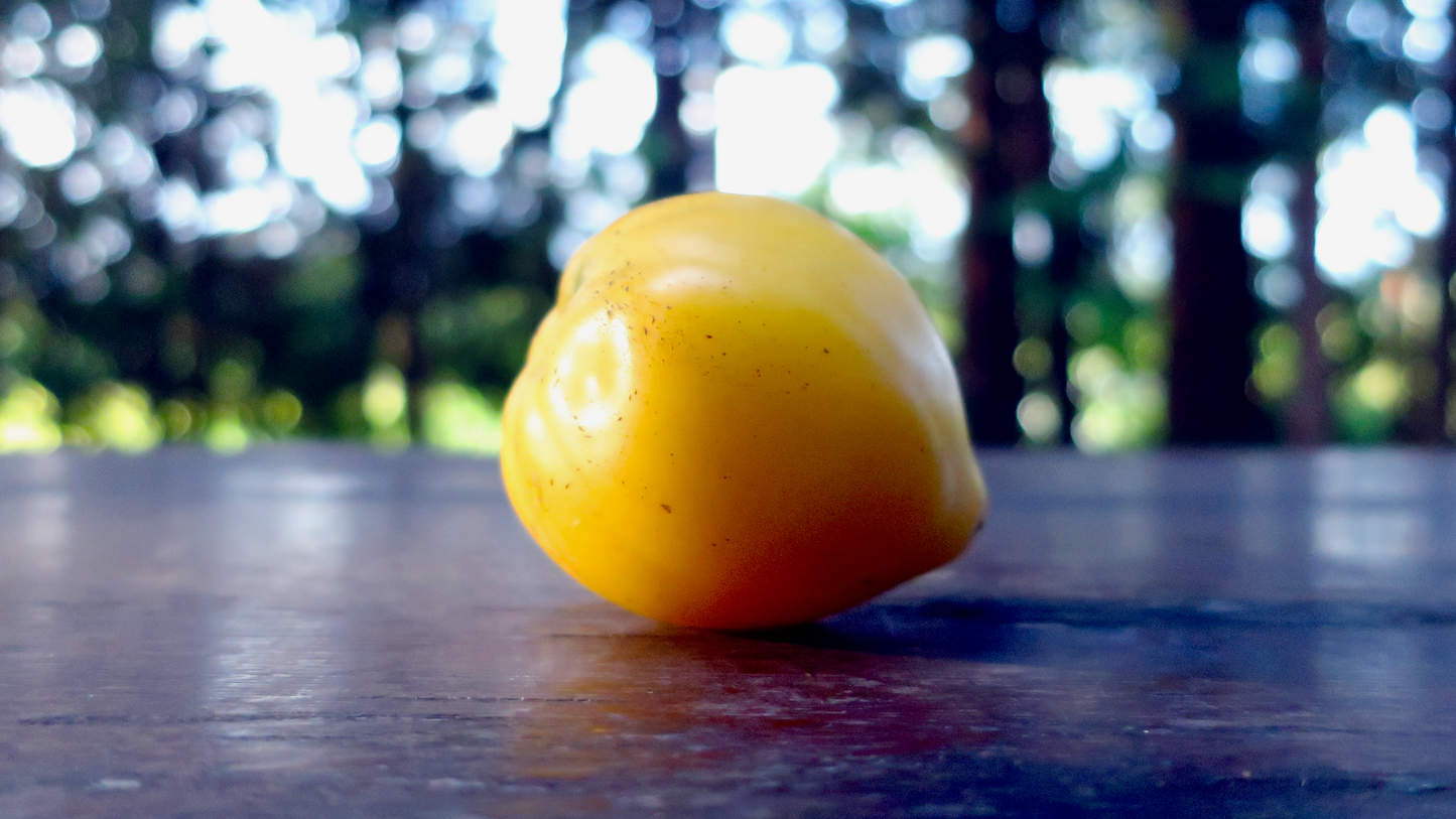 Dwarf Lemon Ice ドワーフ レモンアイス ドワーフトマト 種子 トマトのたねや