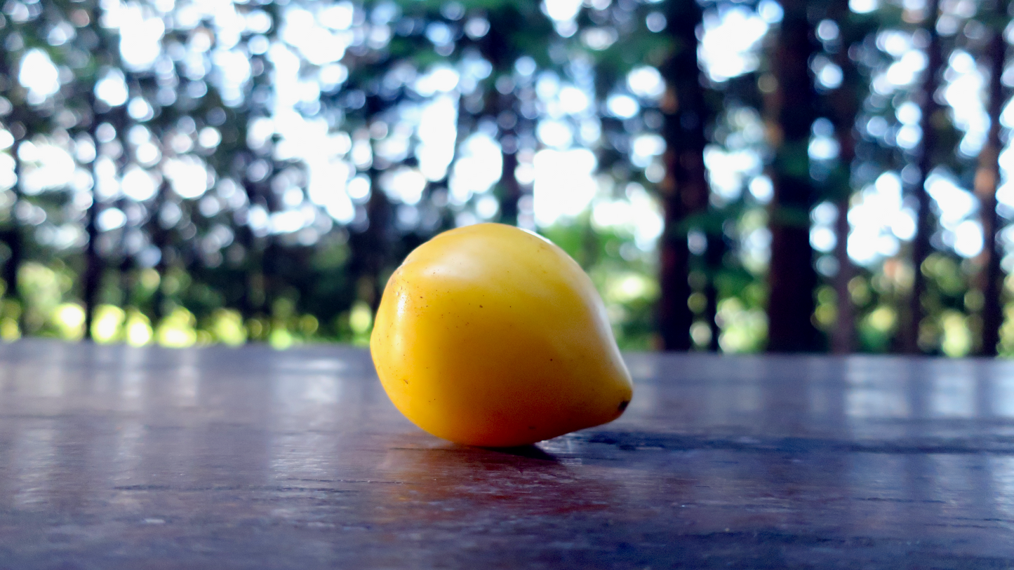 Dwarf Lemon Ice ドワーフ レモンアイス ドワーフトマト 種子 トマトのたねや