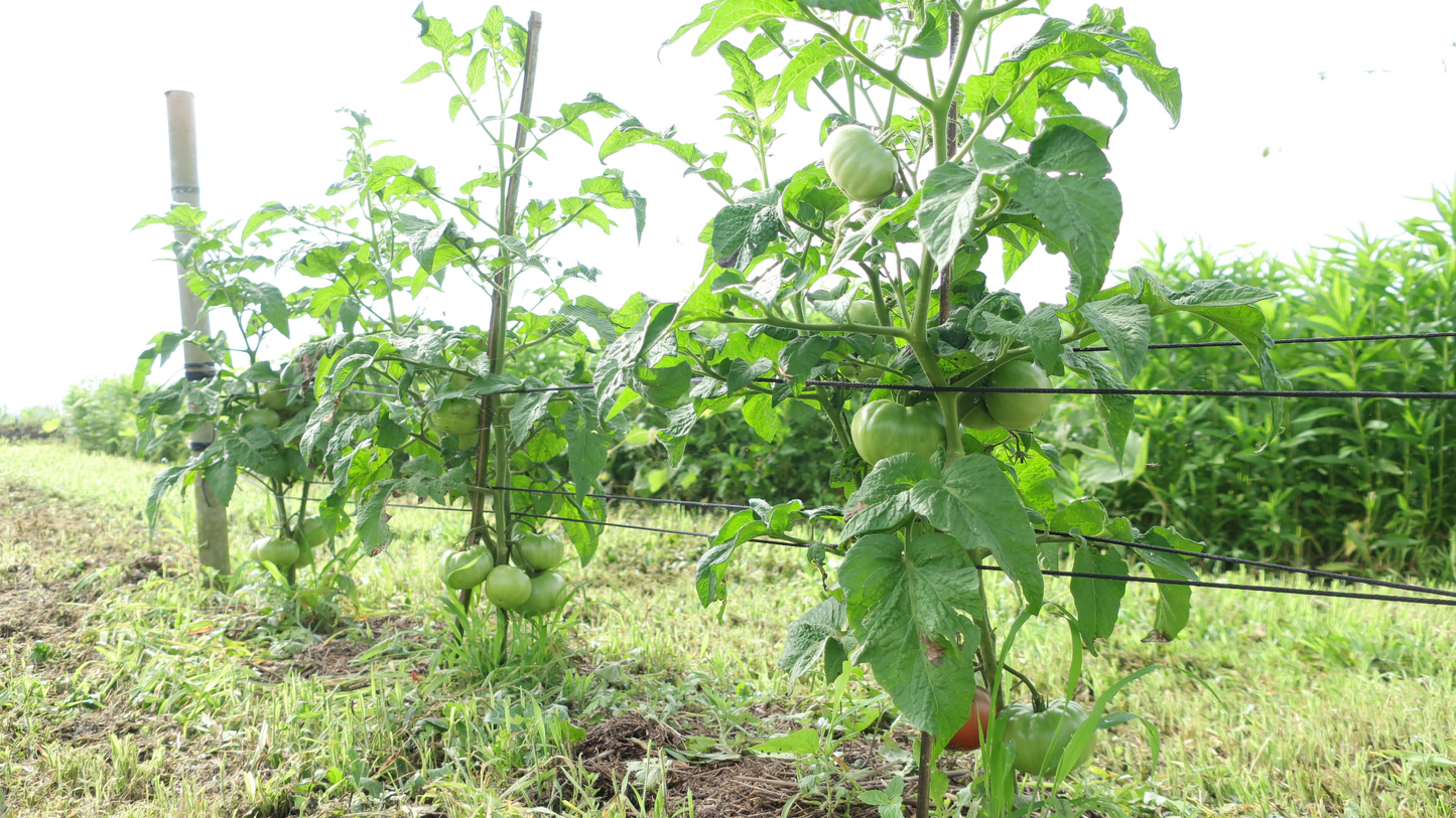 Dwarf Wild Spudleaf ドワーフ ワイルドスパッドリーフ ドワーフトマト 種子 トマトのたねや