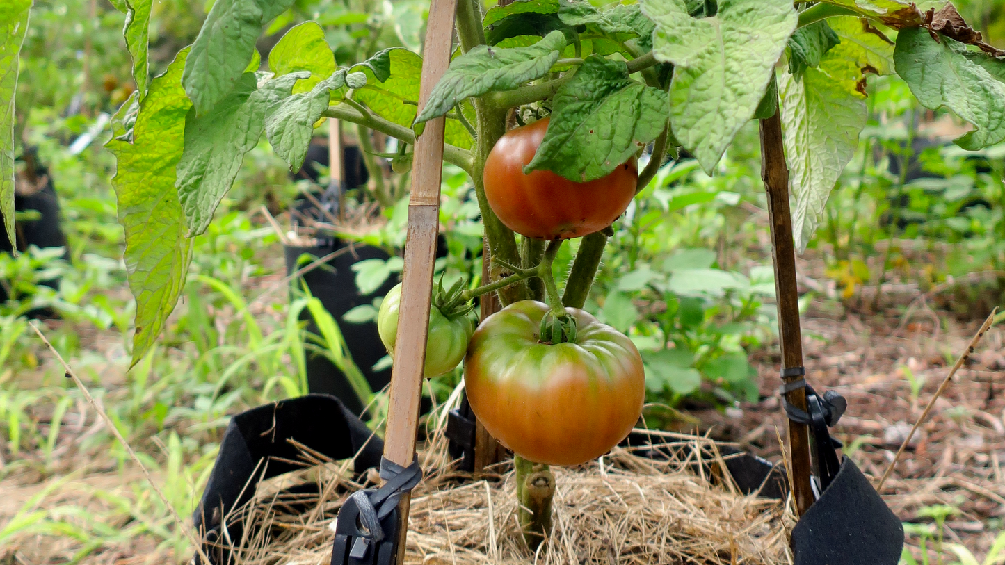 Dwarf Wild Spudleaf ドワーフ ワイルドスパッドリーフ ドワーフトマト 種子 トマトのたねや