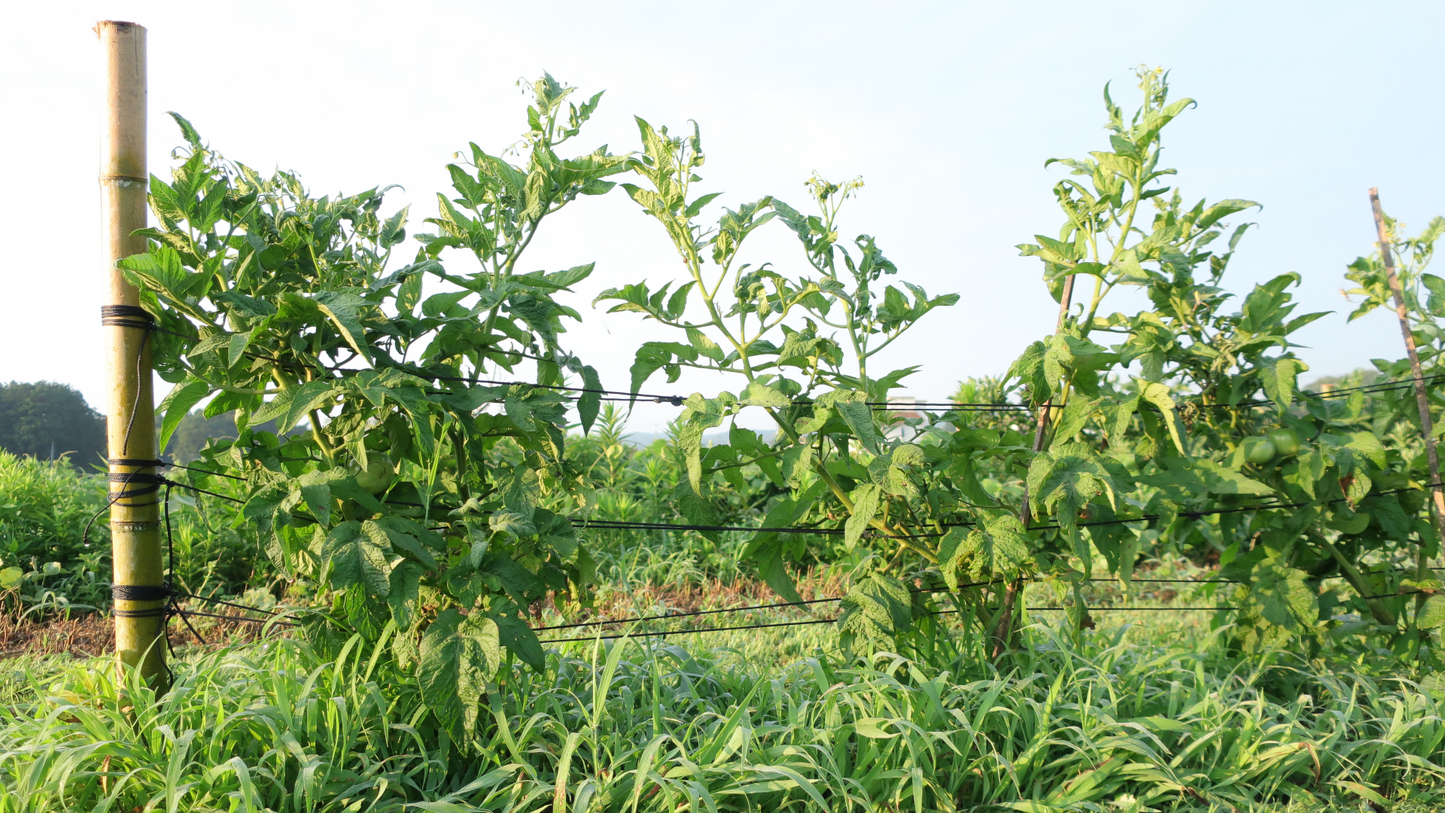 Dwarf Wild Spudleaf ドワーフ ワイルドスパッドリーフ ドワーフトマト 種子 トマトのたねや
