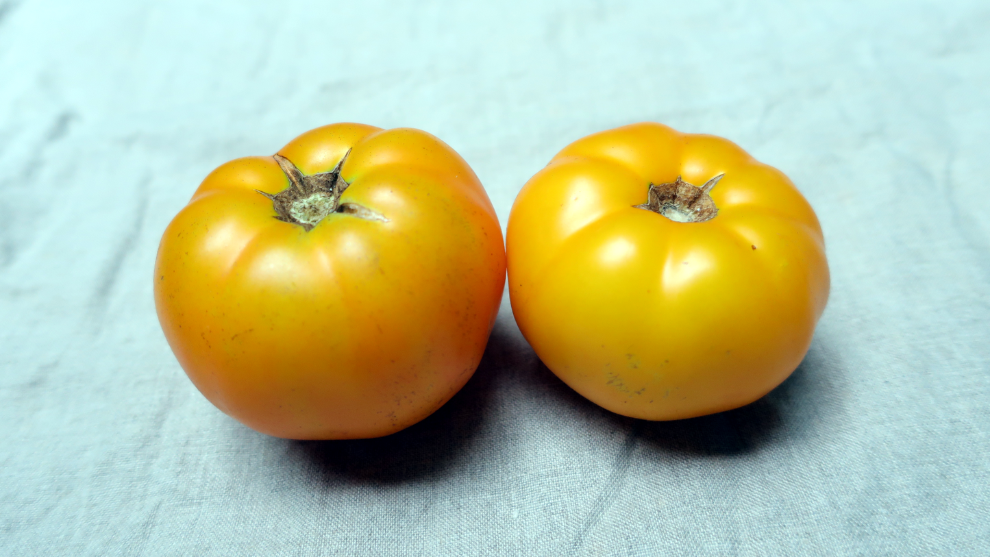 Sean's Yellow Dwarf ショーンズイエロー ドワーフ ドワーフトマト 種子 トマトのたねや