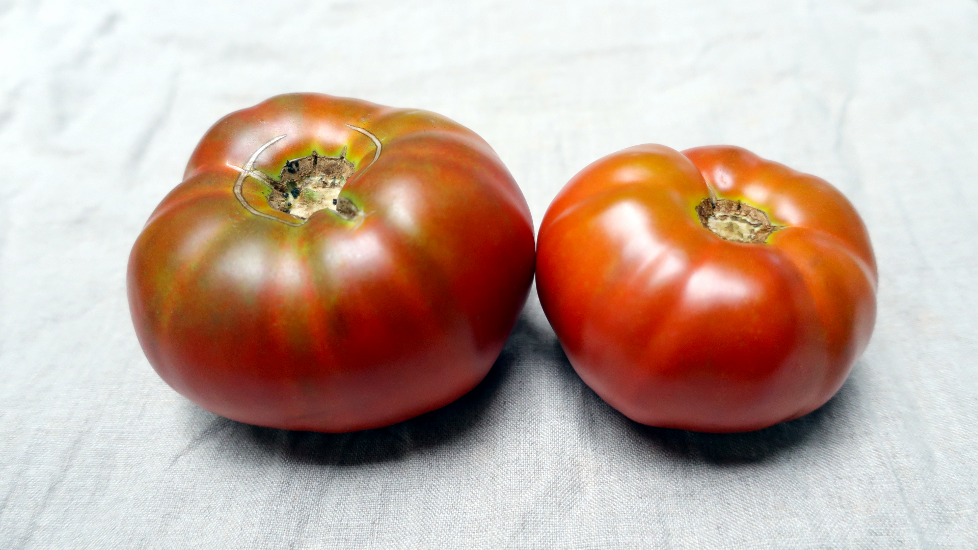 Tasmanian Chocolate / タスマニアンチョコレート / ドワーフトマト