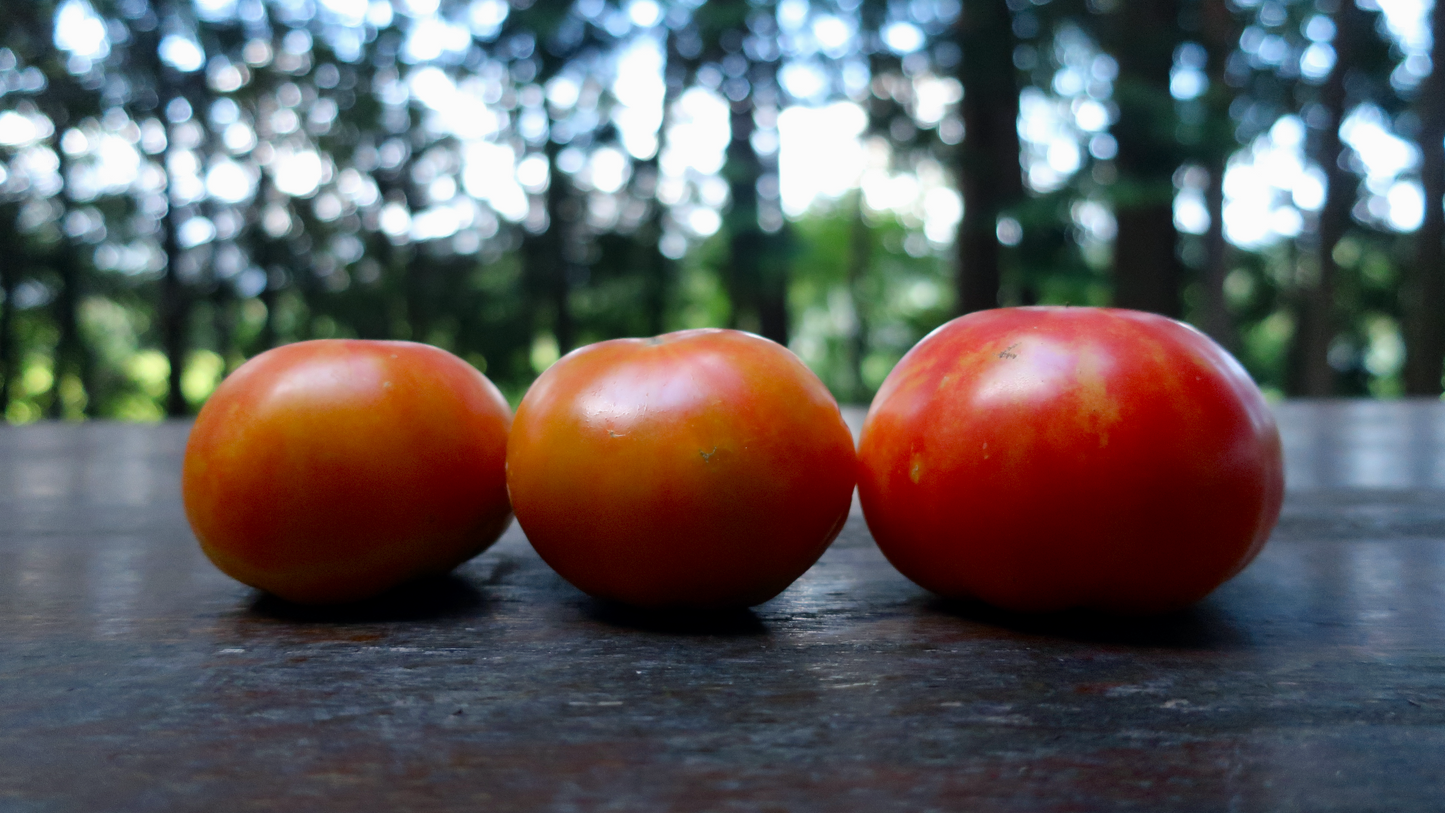 Wherokowhai フェドカイ ドワーフトマト 種子 トマトのたねや