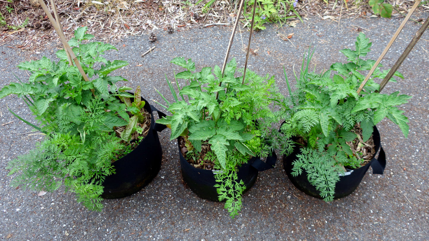 Kangaroo Paw Green