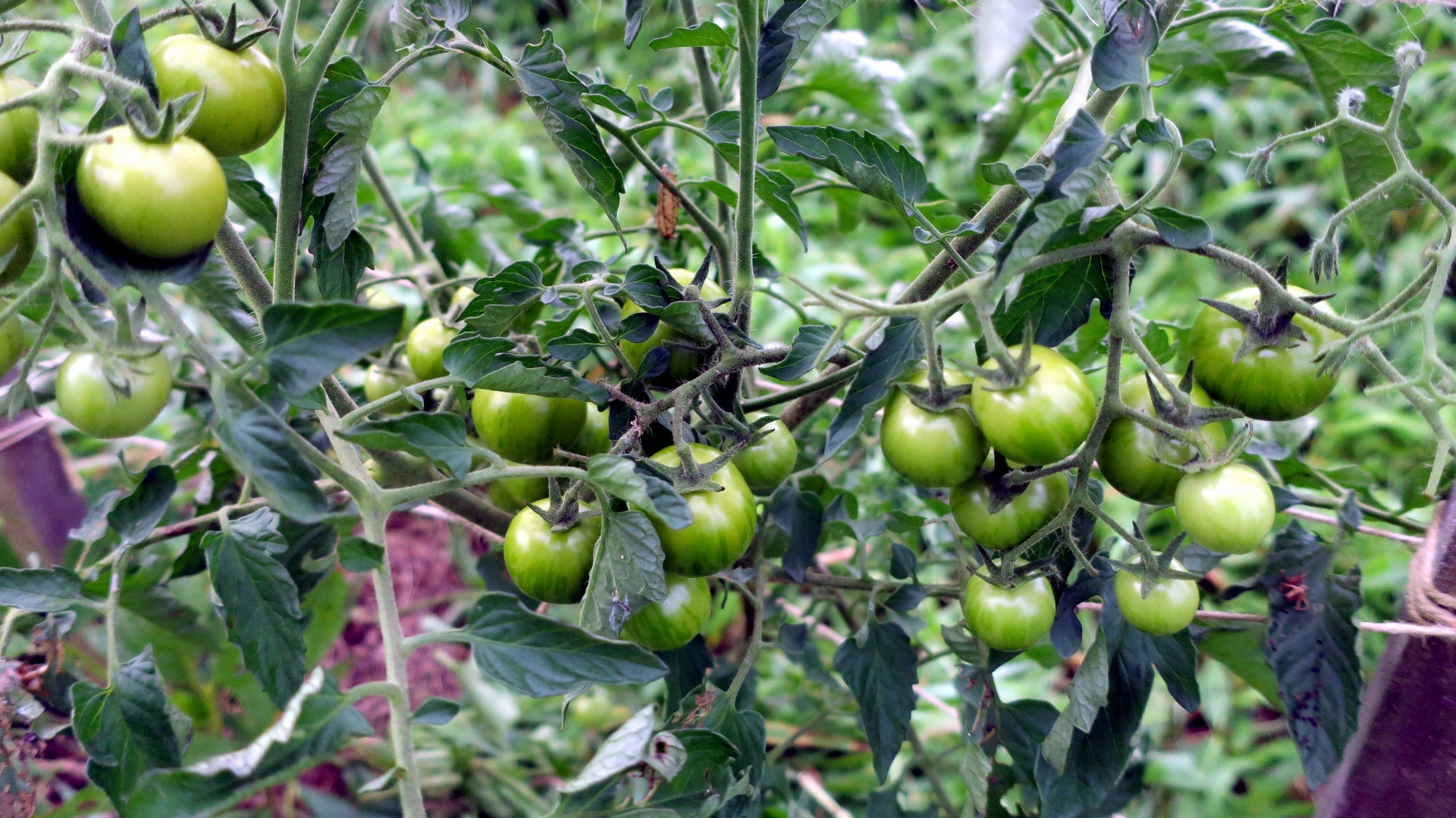 トマト 楽天市場】【ふるさと納税】ZEPPIN EX(エクセレント)1kg 平均糖度12度