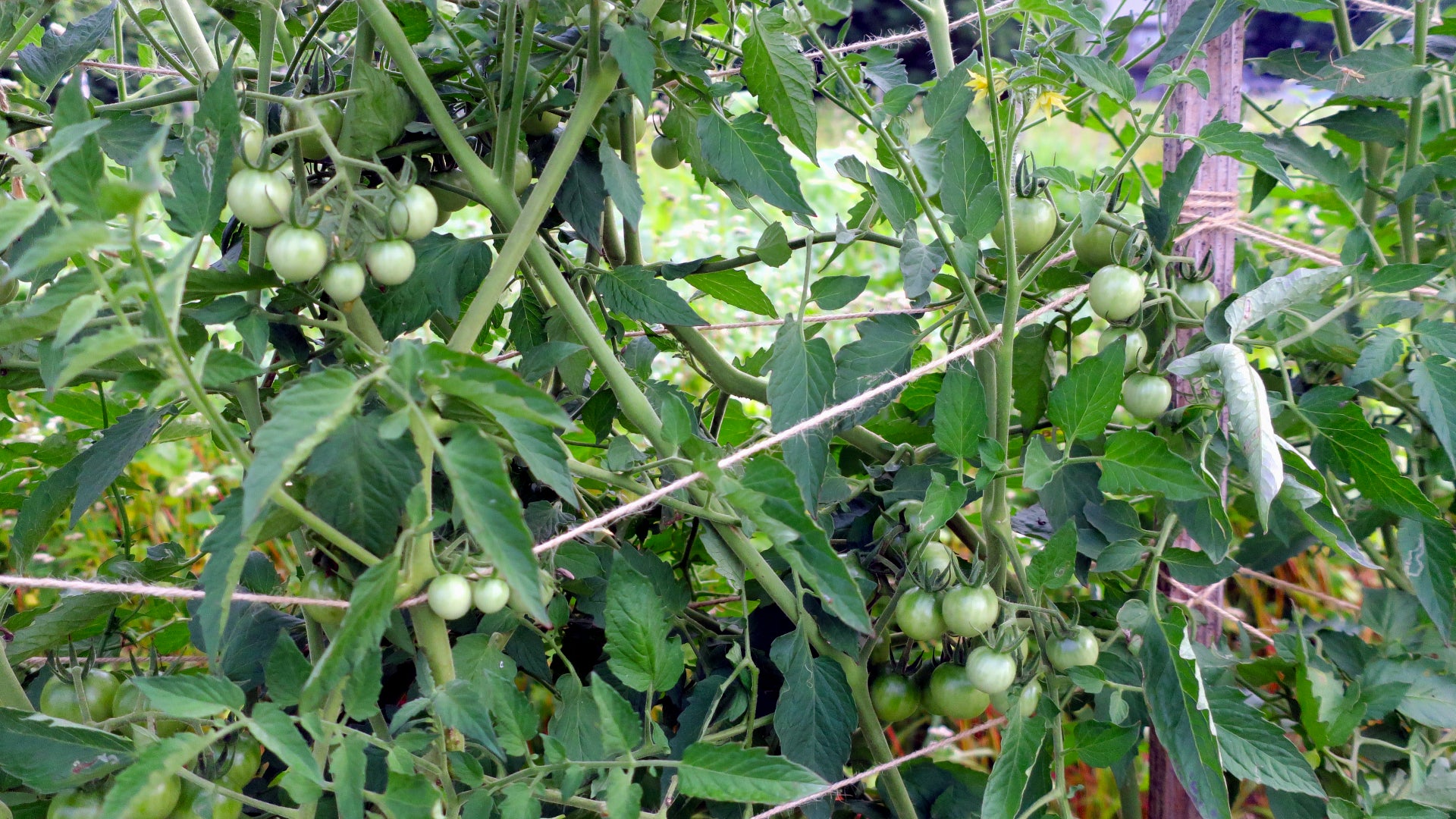 Akaiko / アカイコ / ミニトマト種子｜トマトのたねや