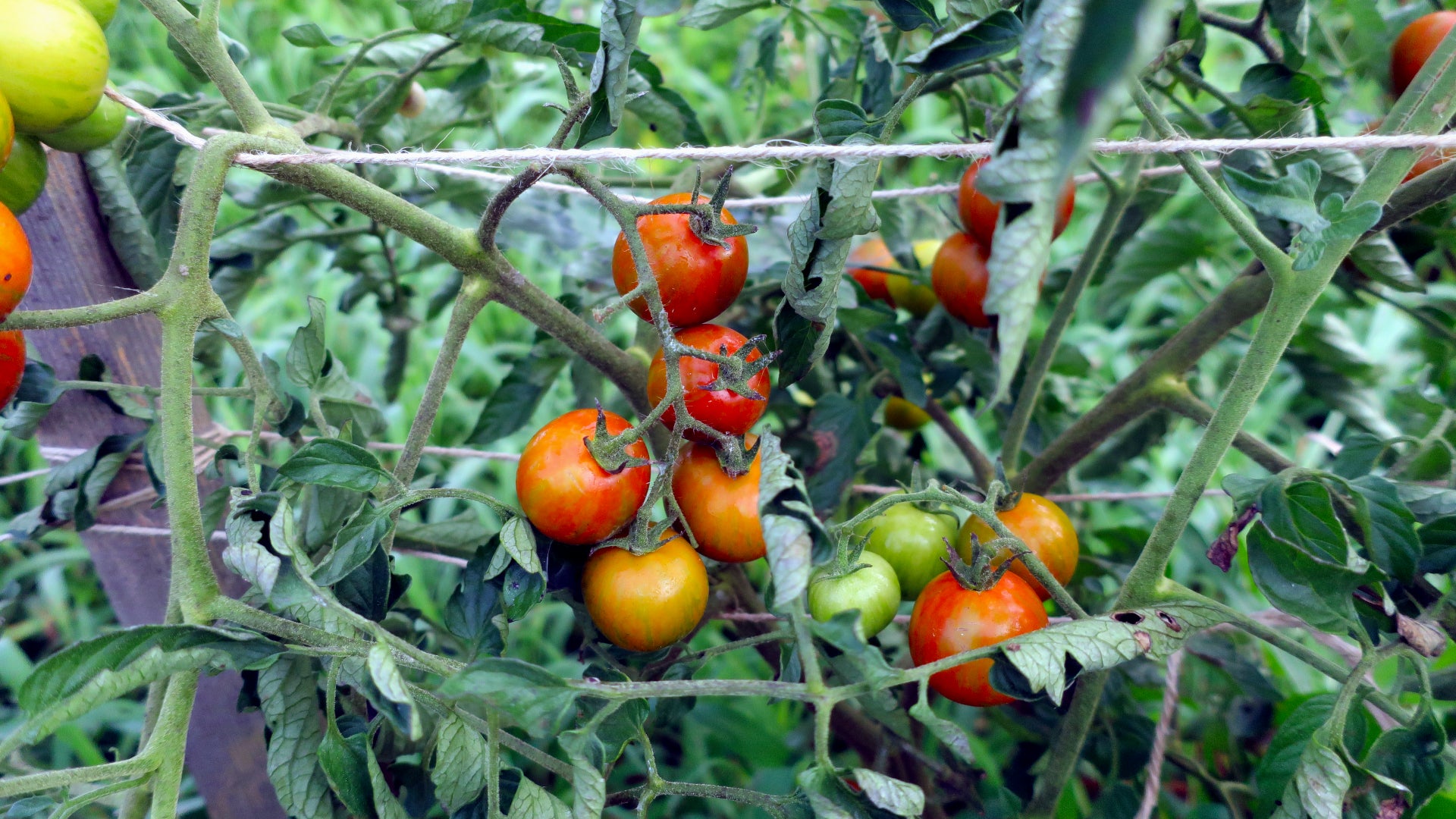 Black Zebra Cherry / ブラックゼブラチェリー / 固定種トマト種子