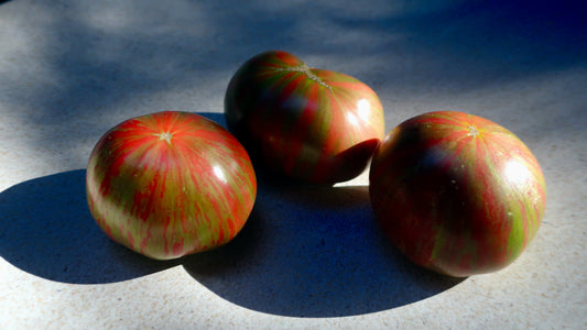 Dwarf Crimson Sockeye