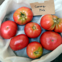 coorong-pink-9