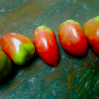 dwarf-almandine-9