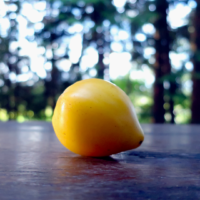 dwarf-lemon-ice-9
