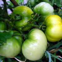 kangaroo-paw-green-4
