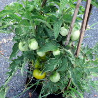 kangaroo-paw-green-7