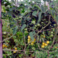 napa-chardonnay-2