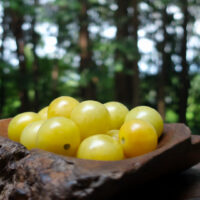 napa-chardonnay-3