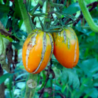 orange-banana-4