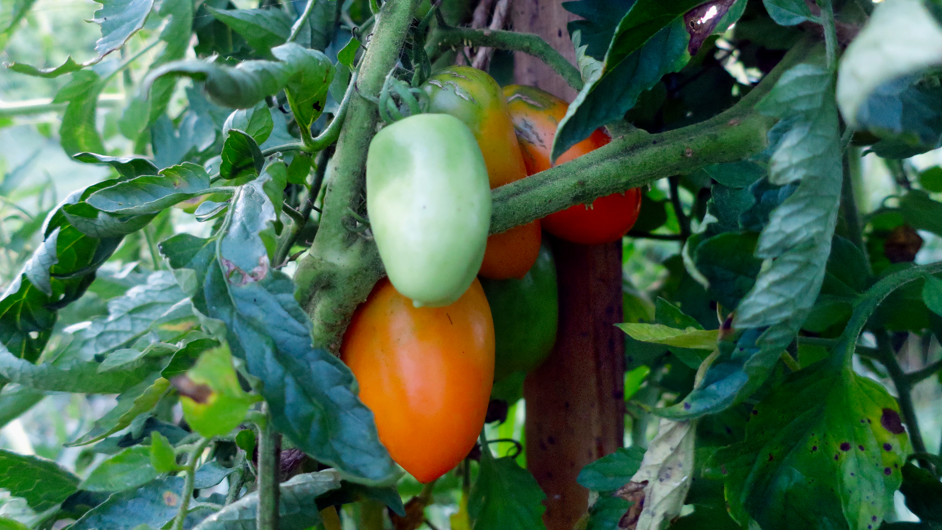 orange-banana-6